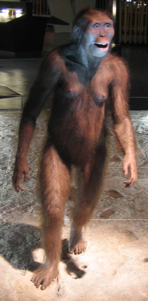 Australopithecus model. Hominid, vývojová linie moderního člověka.