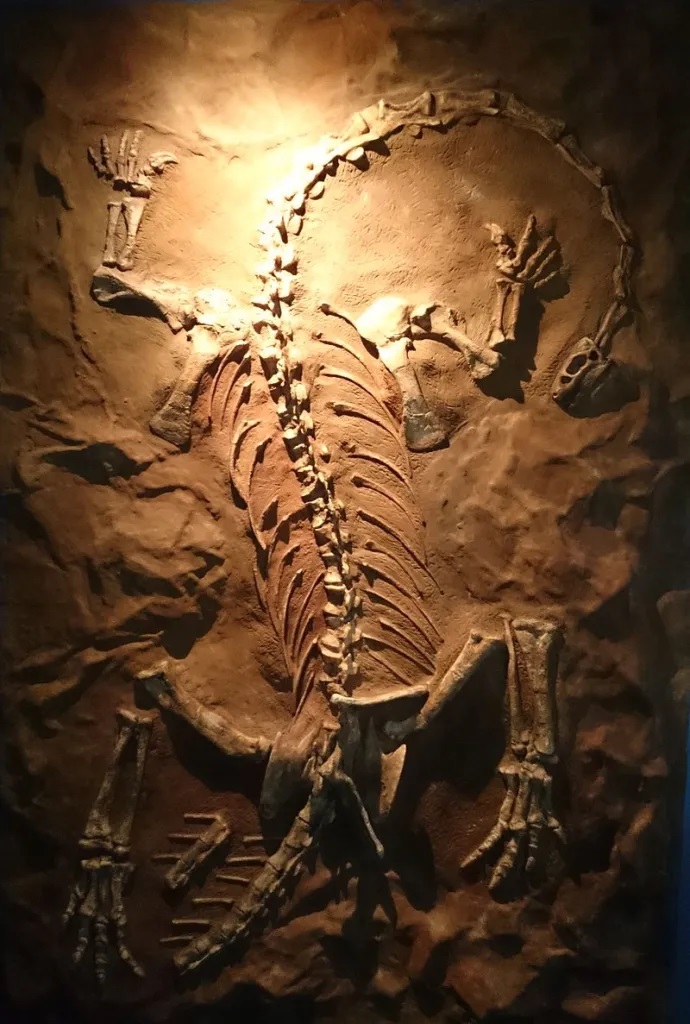 Kostra vývojově primitivního sauropodomorfa druhu Massospondylus carinatus. Fosilní kost tohoto dinosaura v podobě prstního článku byla prokazatelně předmětem zájmu člověka už mezi lety 1100 a 1700 našeho letopočtu, tedy ještě před vznikem moderní pa