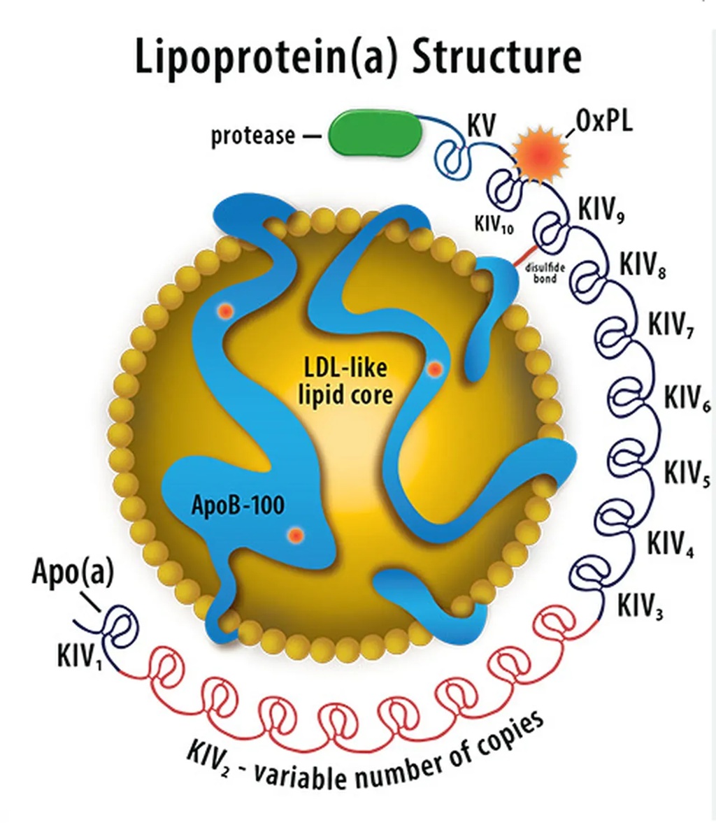 Štruktúra lipoproteínu (a). Apolipoproteín (a) obsahuje domény, tzv. kringle („praclíky“, KIV), ktorých počet a typ ovplyvňuje jeho aterogenitu. Kredit: Florida Heart, Vein and Vascular Institute