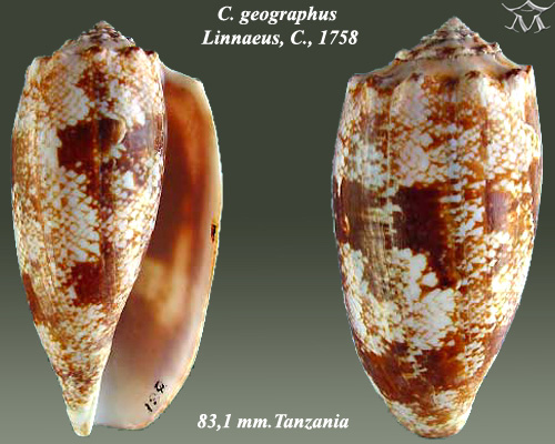 Ulity homolic jsou všechny hezké. Na snímku je Homolice mapová (Conus geografus). Její inzulín stál u zrodu mini-inzulínu. Kredit: Almed2, Wikipedia,CC BY-SA 3.0