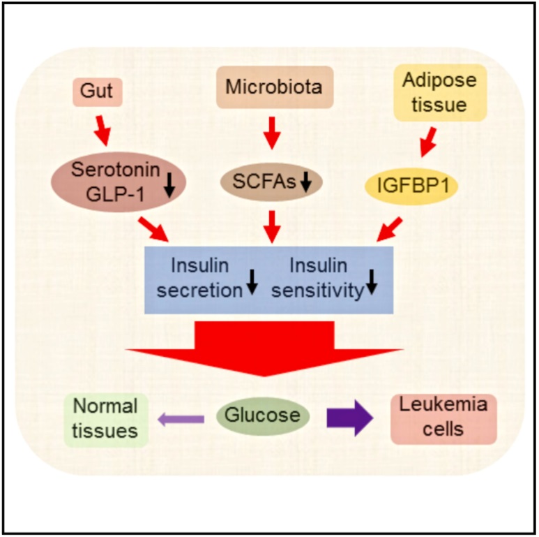 Leukemické buňky se zmocňují hostitelovy glukózy tak, že v tukové tkáni navodí produkci proteinu IGFBP1 a sníží tak citlivost buněk zdravých tkání na inzulin. Následky na sebe nenechají dlouho čekat. Dochází k dysbióze,  změnám v mikrobiomu a produkc