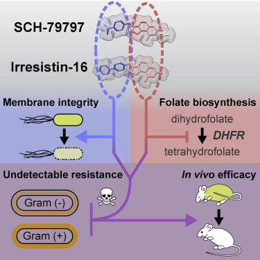 Schema účinku. Derivát látky SCH-79797 v podobě irresistinu-16 rozcupuje bakteriím jejich buněčnou membránu, a pak naruší systézu folátu. Výsledkem jsou vysmáté myšky, neboť k jejich savčím buňkám je látka ve svém účinku stokrát šetrnější, než k buňk