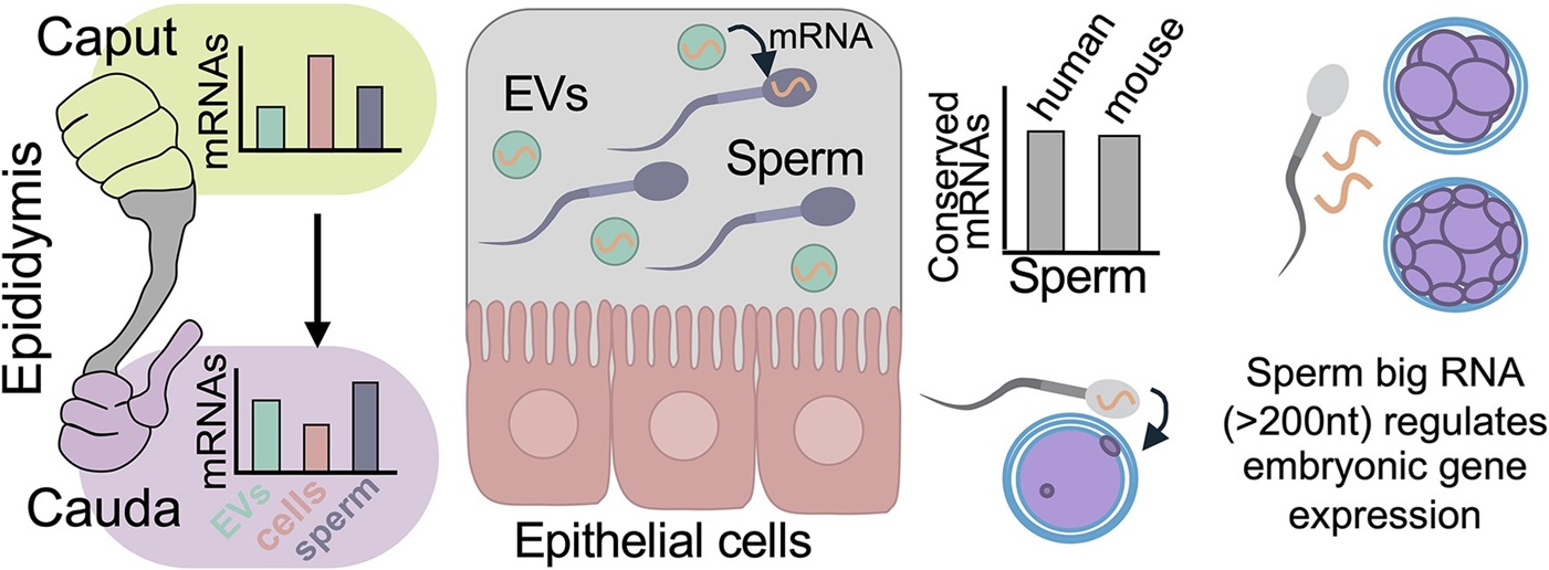 Schéma pokusu dokazujícího přenos mRNA z nadvarlete do spermií (následně do zygot), zajišťují v raném embryu regulaci genů. (Kredit: N.A. Trigg et al. Nucleic Acids Research, 2026).