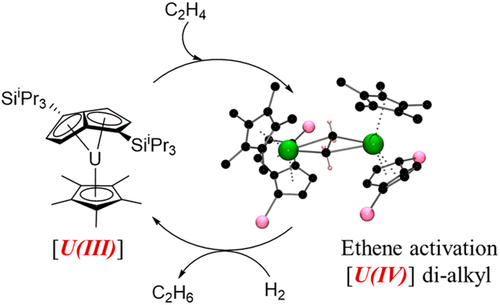 Uran vytváří s ethenem komplex, aktivuje ho a katalyzuje hydrogenaci již za pokojové teploty. Kredit: Nikolaos Tsoureas et al., J. Am. Chem. Soc. 2019.