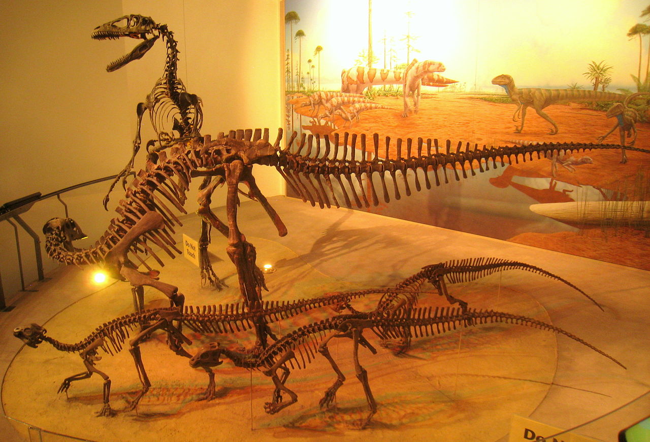 Kosterní exponáty dospělce a mláďat ornitopoda druhu Tenontosaurus tilletti a útočícího dromeosaurida druhu Deinonychuis antirrhopus. Podle dřívějších představ útočili tito menší teropodi na svoji větší kořist společně a organizovaně ve smečkách. Nov