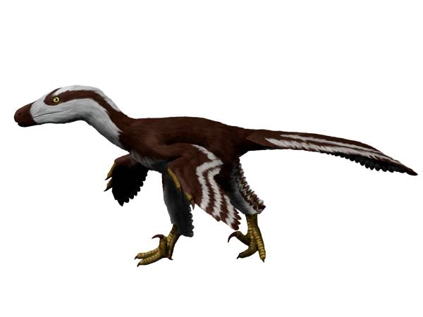 Mezi teropody známé ze souvrství Hell Creek patří i menší dromeosaurid Acheroraptor temertyorum, vědecky popsaný roku 2013 z Montany. Kredit: Nobu Tamura, Wikipedie (CC BY-SA 4.0)