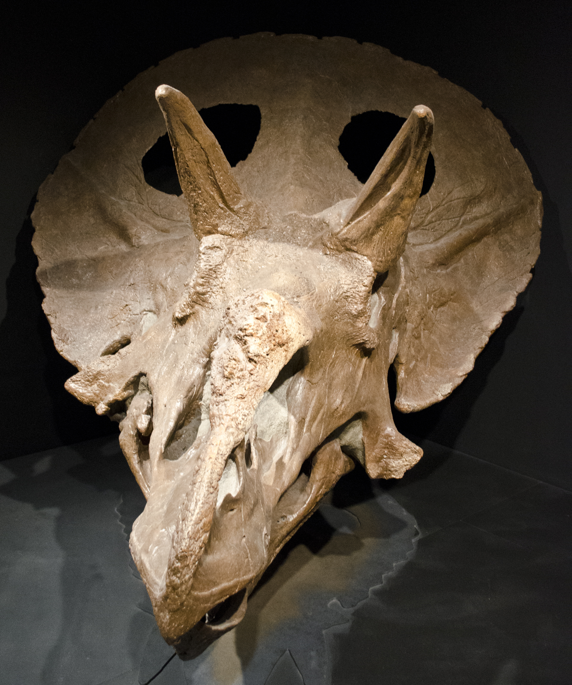 Exemplář MOR 1122, rovněž z expozice Museum of the Rockies v Bozemanu. S celkovou délkou kolem 252 cm patřila tato lebka spíše k průměrně (či lehce nadprůměrně) velkým. Kredit: Tim Evanson, Wikipedie (CC BY-SA 2.0)