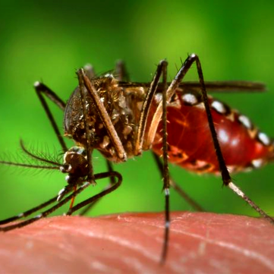 KomĂˇr Aedes aegypti. Kredit: James Gathany / CDC.