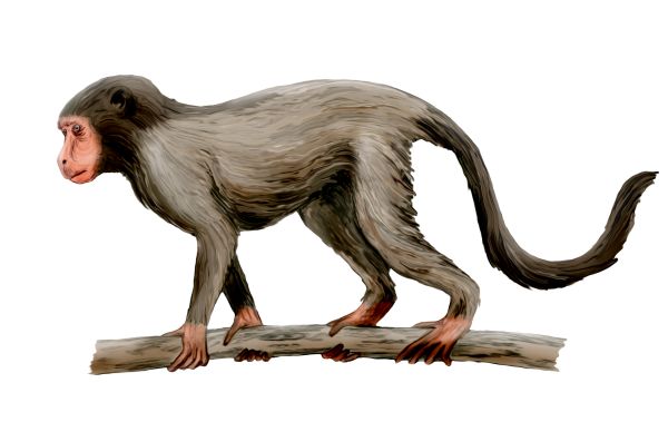 V době, kdy Antarktidu začaly pohřbívat hory ledu, na území dnešního Egypta poskakoval pět kilogramů těžký a tři čtvrtě metru vysoký primát Aegyptopithecus - předek úzkonosých opic. Byl to náš prapředek. Kredit: Nobu Tamura, CC BY-SA 3.0
