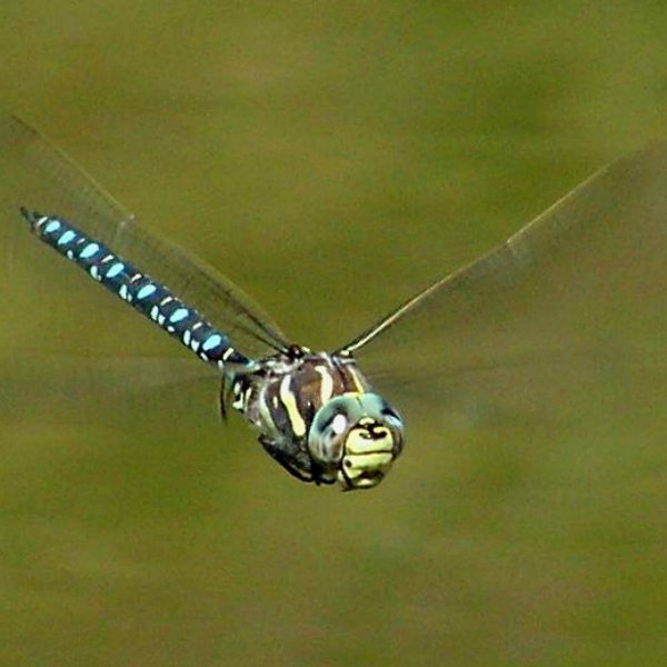 Samec šídla sítinového. Kredit: Jensbn / Wikimedia Commons.