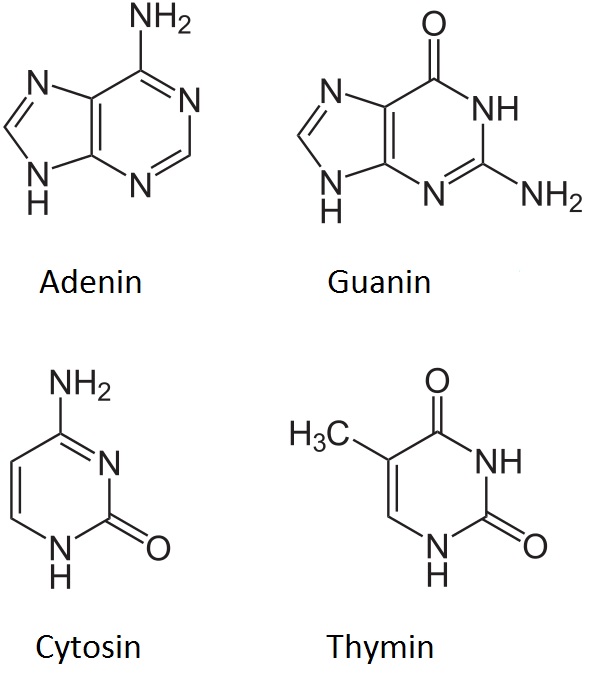 Přirozené nukleové báze jsou základní součástí DNA. Jejich sled vytvoří zápis genetické informace. Jejich párování dovoluje zapsanou informaci replikovat.