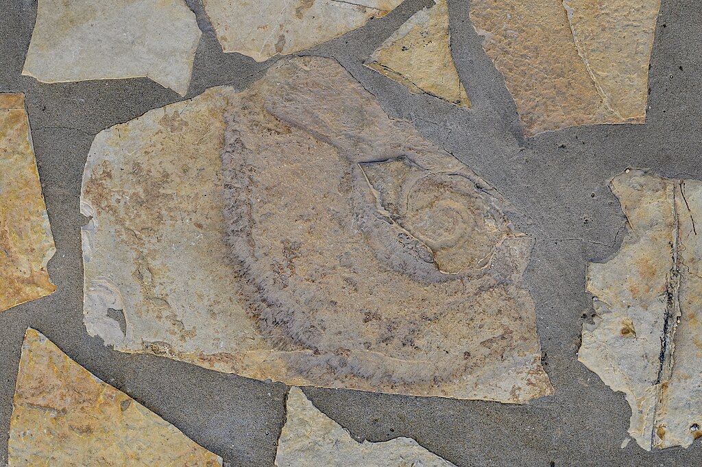Fosilie v dlažbě hlavní ulice, Argonauta argo. Kredit: Zde, Wikimedia Commons. Licence CC 4.0.
