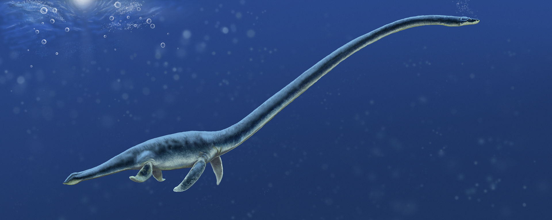 Rekonstrukce pravděpodobného vzezření severoamerického elasmosaurida druhu Albertonectes vanderveldei, žijícího v období geologického věku kampán (asi před 73,5 miliony let) v tehdejším velkém vnitrozemském moři. Z celkové téměř dvanáctimetrové délky