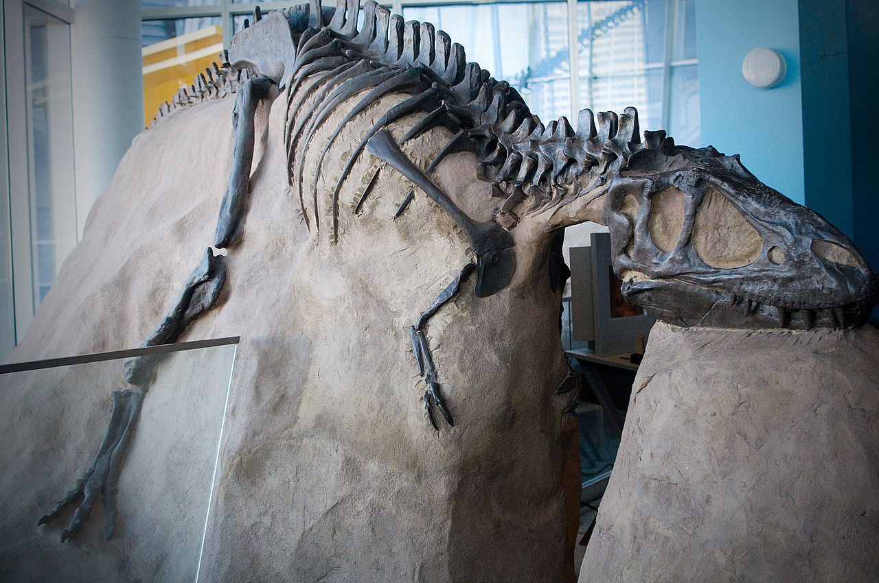 Ačkoliv za nejrychleji běhající druhohorní dinosaury považujeme obvykle „pštrosí“ ornitomimosauridy, také v jiných vývojových skupinách dinosaurů najdeme opravdové sprintery. Například mladí jedinci tyranosaurida druhu Gorgosaurus libratus (jako je z