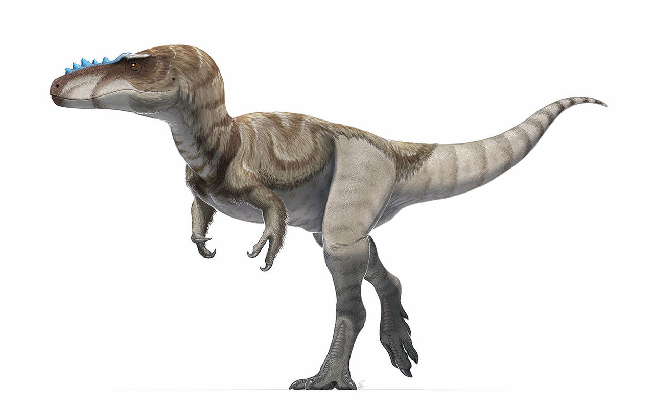 Rekonstrukce přibližného vzezření druhu Alioramus remotus. Nápadné jsou štíhlé tělesné proporce a silné dlouhé nohy, díky kterým tento dravec nejspíš dokázal velmi rychle běhat. Od ostatních tyranosauridů (s výjimkou čínského qianzhousaura) jej odliš
