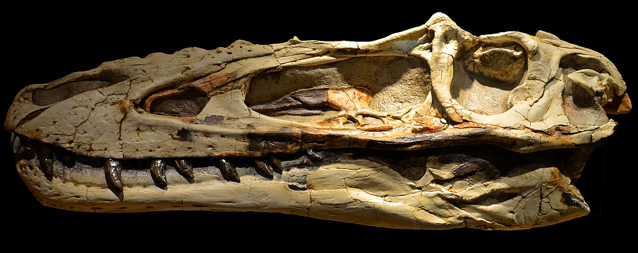 Velmi podlouhlá a nízká lebka aliorama připomíná lebky mláďat velkých tyranosauridů, druhů Tyrannosaurus rex a Tarbosaurus bataar. Alioramus je ale nepochybně samostatný rod (a nikoliv například mládě tarbosaura), což dokazují četné významné odlišnos