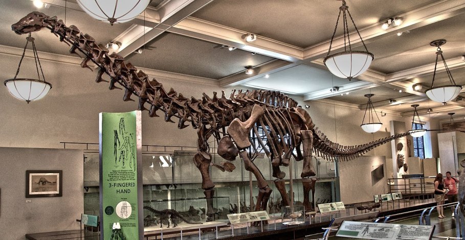 Rekonstruovaná kostra druhu Brontosaurus excelsus (AMNH 460) v expozici Amerického přírodovědného muzea v New Yorku. V roce 1995 byl skelet rekonstruován do moderní pozice s anatomicky správnějším držením těla. Tento sauropod patřil spíše do střední 