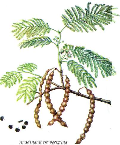 Anadenanthera peregrina - nejznámější zdroj 5-MeO-DMT. Ze semen tohoto stromu se vyrábí šňupací prášek užívaný jihoamerickými indiány.  Kredit: Wikimedia, Commons CC BY-SA 3.0