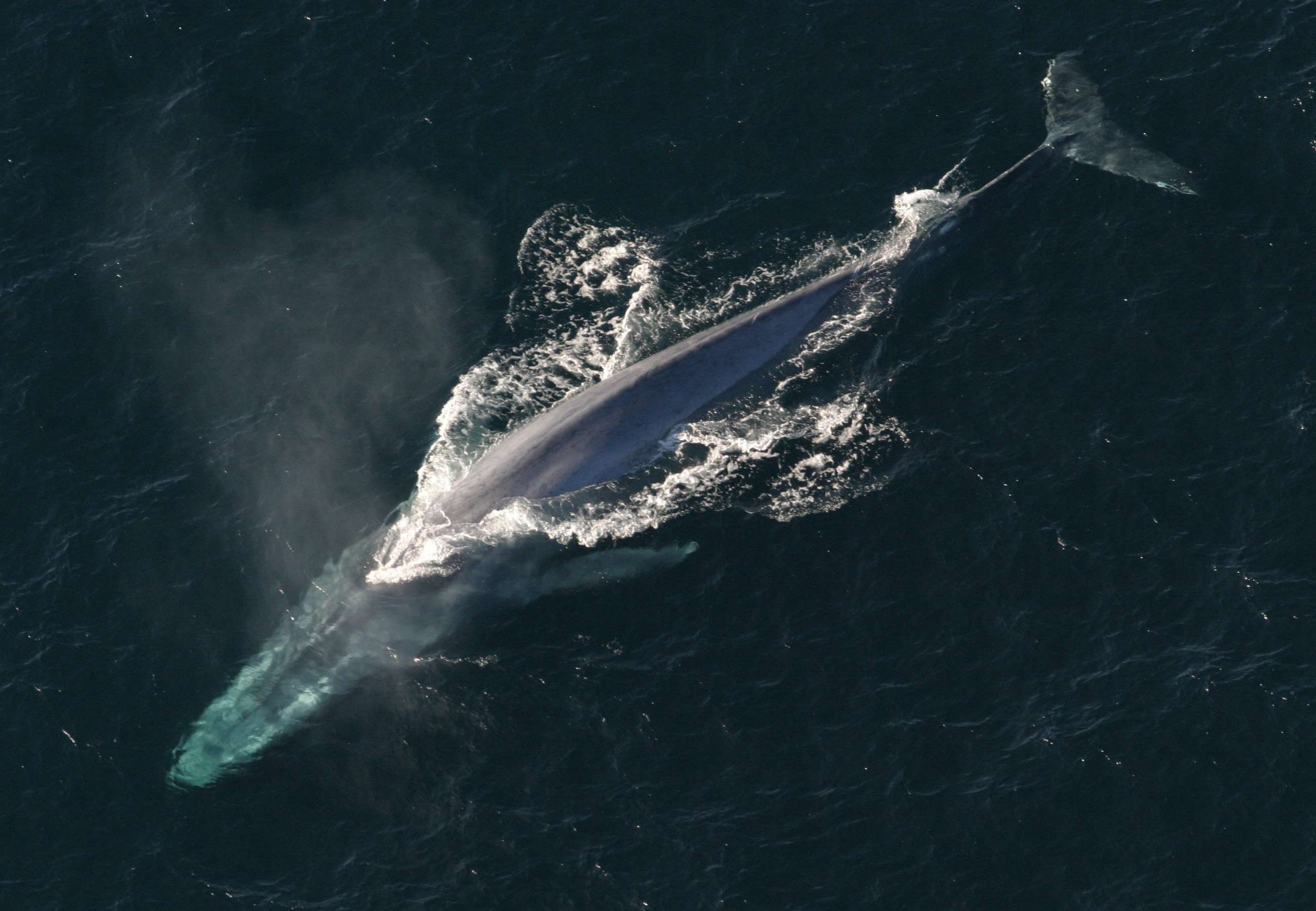 Aby vědci zjistili kolik toho velryby zkonzumují, označili si a sledovali 321 kytovců sedmi druhů. Data byla shromážděna v průběhu let 2010 až 2019. Každá z velryb měla na hřbetě sondu vybavenou kamerou, mikrofonem, GPS a akcelerometrem. Na snímku je