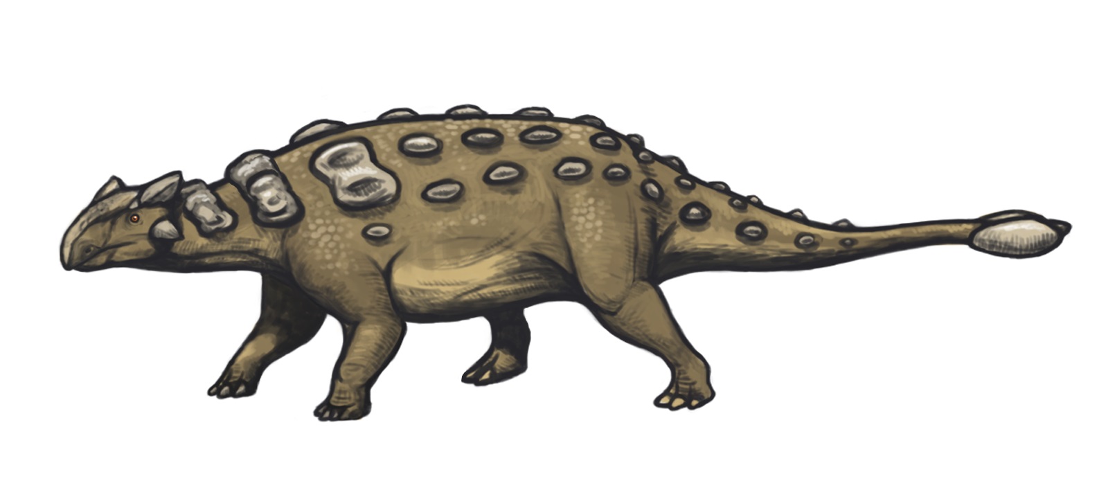 Rekonstrukce vzezření druhu Ankylosaurus magniventris. Nová studie dokládá, že největší exempláře byly podstatně větší, než se v posledních dvou desetiletích předpokládalo. Délka tohoto dinosaura totiž mohla dosahovat asi 8 až 9 metrů a hmotnost čini