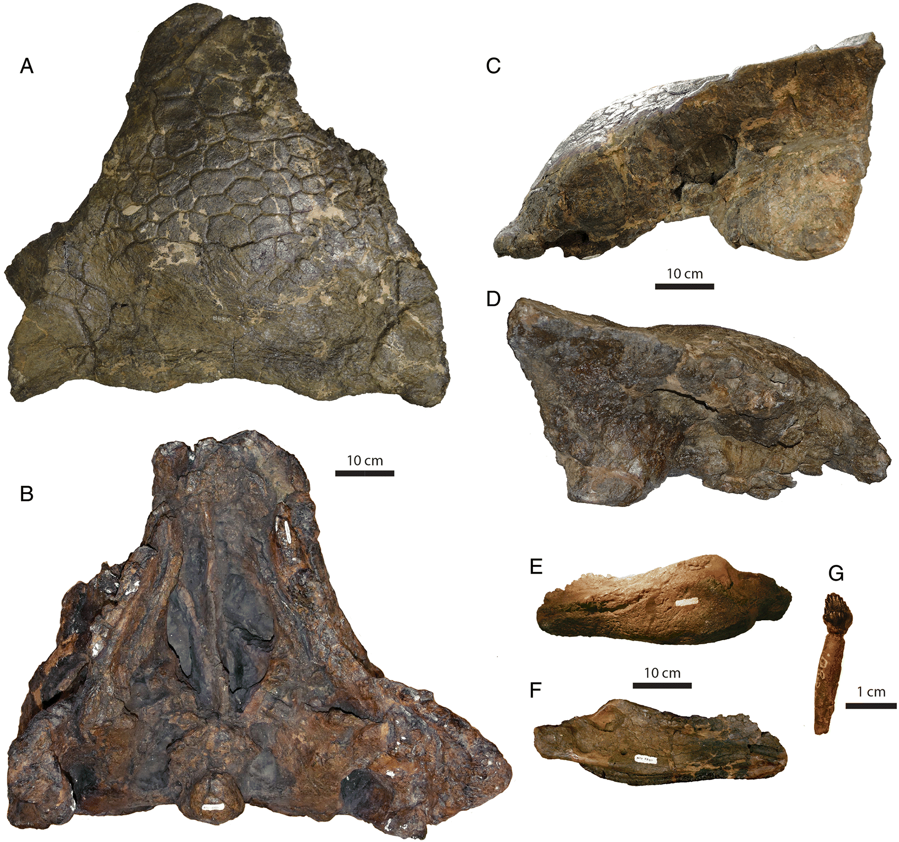 Částečně zachovaná lebka dosud největšího známého exempláře druhu A. magniventris s kat. ozn. CMN 8880, včetně fragmentu spodní čelisti (E-F) a zubu s kořenem (G). Délka lebky činí v nejvzdálenějších bodech krania 67,1 cm a její maximální šířka pak p