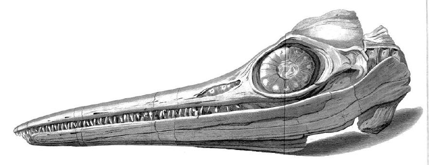 Ilustrace fosilní lebky jurského ichtyosaura druhu Temnodontosaurus platyodon, objevené v roce 1811 teprve dvanáctiletou Mary Anningovou. Dalším jejím objevem byla například také první známá fosilní kostra jiného mořského plaza, plesiosaura. Kredit: 