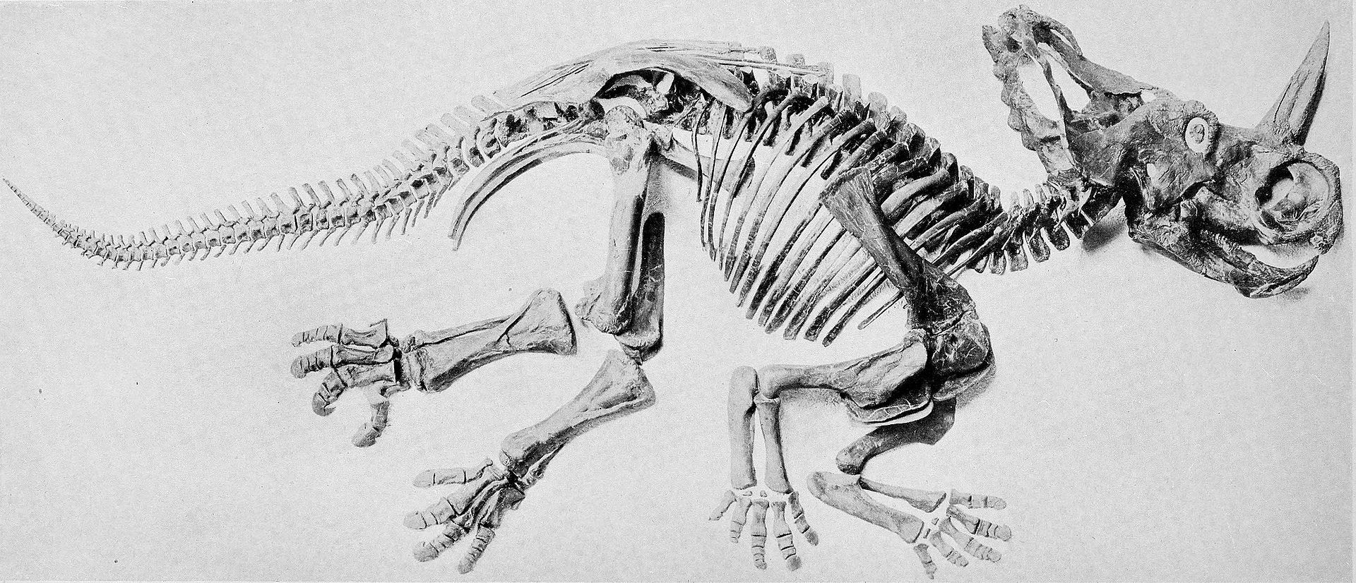 Fosilní kostra centrosaura, popsaná původně jako „Monoclonius nasicornus„. Centrosauři byli středně velcí ceratopsidi, dosahující délky v rozmezí 5 až 6 metrů a hmotnosti zhruba do 2,5 tuny. Žili v době před 76,5 až 75,5 miliony let a byli velmi poče