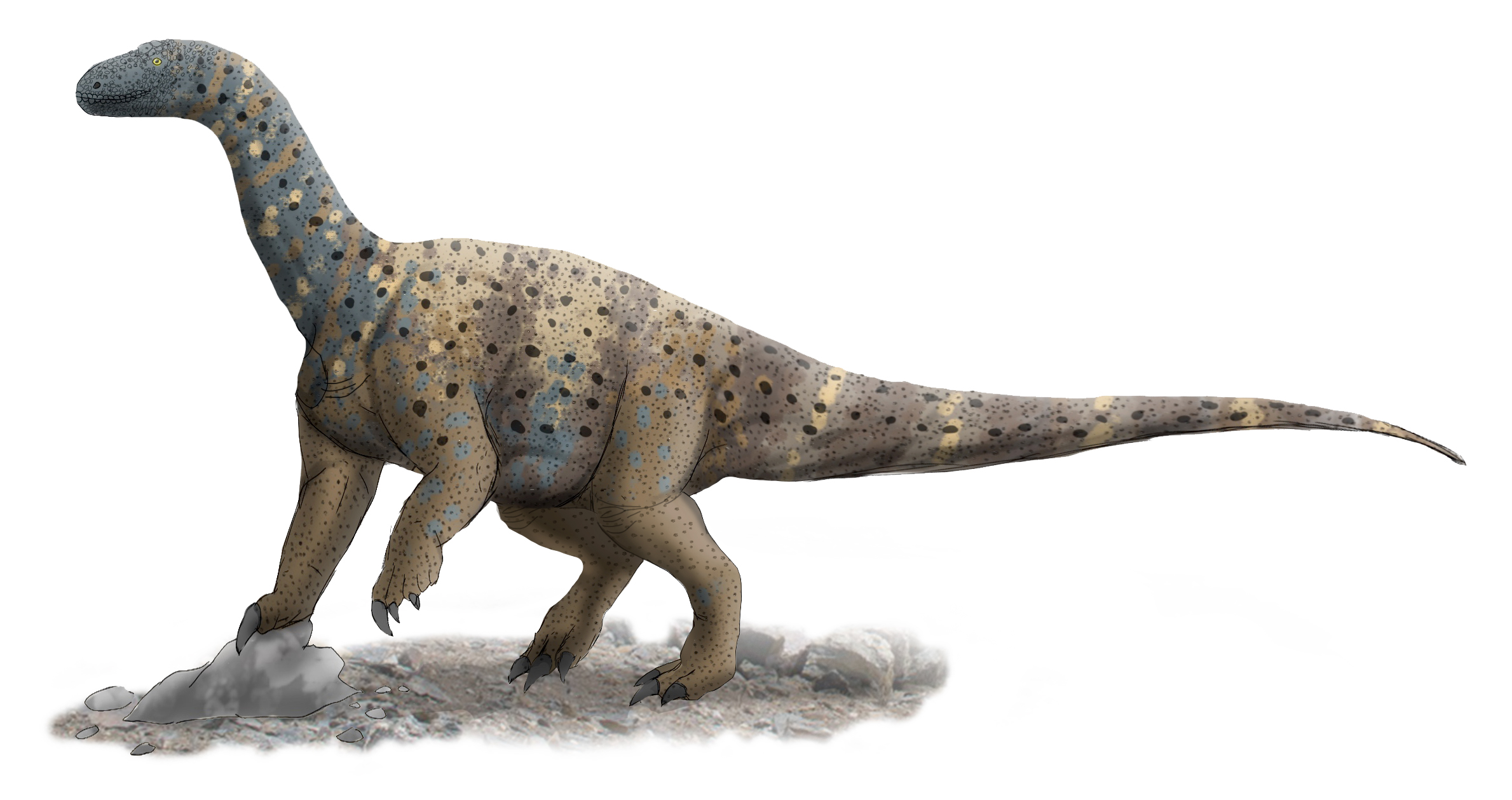 Rekonstrukce přibližného vzezření sauropodomorfa druhu Antetonitrus ingenipes. Tento vývojově primitivní sauropod z čeledi Lessemsauridae žil na území současné jižní Afriky v období rané jury, asi před 200 až 190 miliony let. S délkou v rozmezí 8 až 