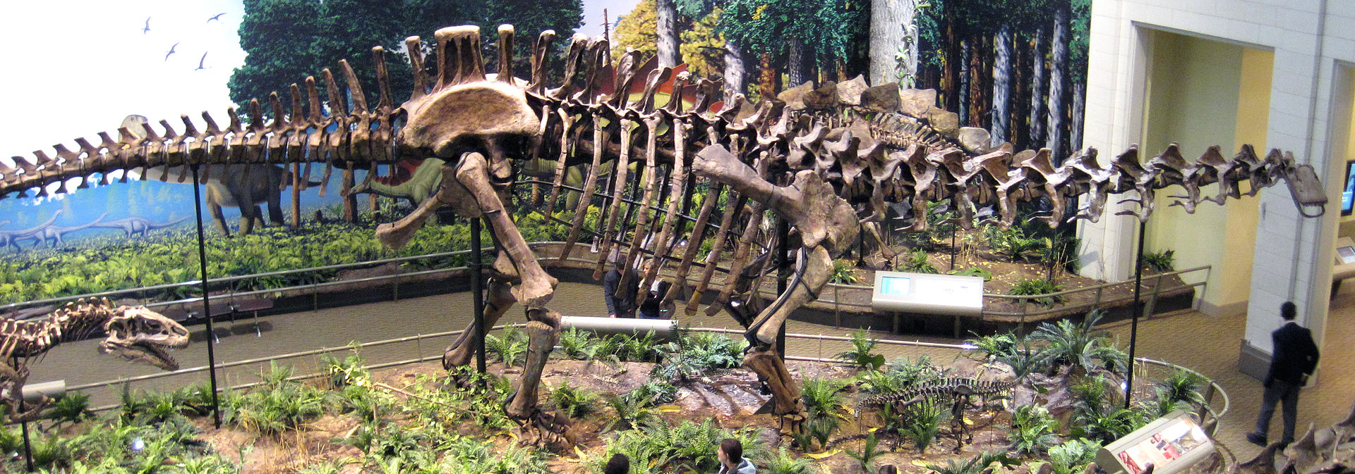 Boční pohled na kostru druhu Apatosaurus louisae, konkrétně exemplář CM 3018 (s replikou lebky jiného exempláře – CM 11162). Tato kostra představuje největšího známého suchozemského živočicha, u něhož máme k dispozici prakticky kompletní skelet. Hmot