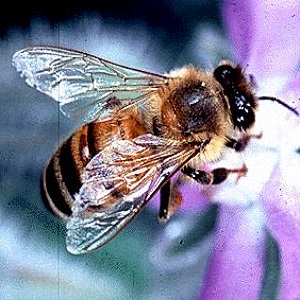 FAO: ... mezi lety 1961 až 2013 k nárůstu počtu ohospodařovaných včelstev o více než 60 %.