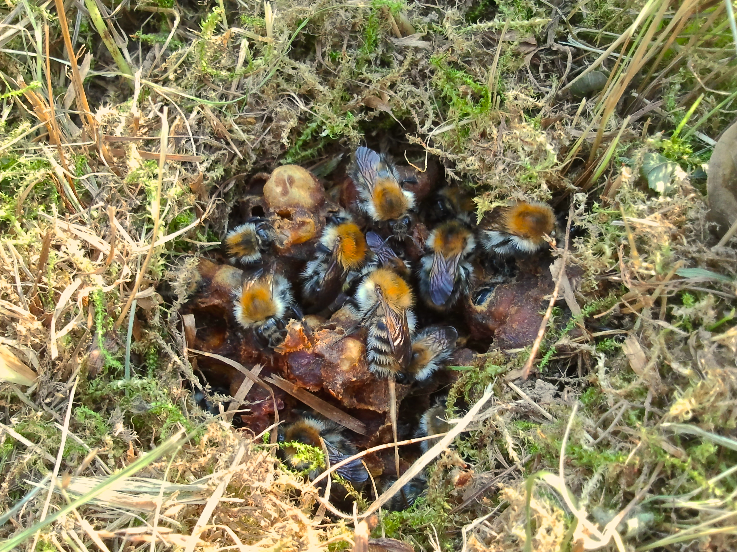 Hnízdo čmeláka rolního (Bombus pascuorum). Autor: Panoramamedia, Zdroj Wikipedia,CC BY-SA 3.0