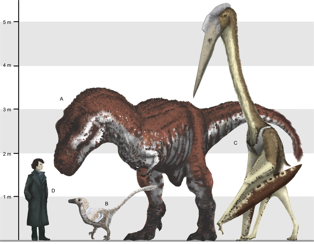 OhromnĂˇ velikost ptakojeĹˇtÄ›rĹŻ dobĹ™e vynikne pĹ™i porovnĂˇnĂ­ s velkĂ˝m teropodem (Tyrannosaurus rex), menĹˇĂ­m teropodem (dromeosaurid Balaur bondoc) i ÄŤlovÄ›kem. PĹ™i pĹ™edpoklĂˇdanĂ©m pohybu po zemi velcĂ­ azdarchidĂ© dosahovali vĂ˝Ĺˇky Ĺľira