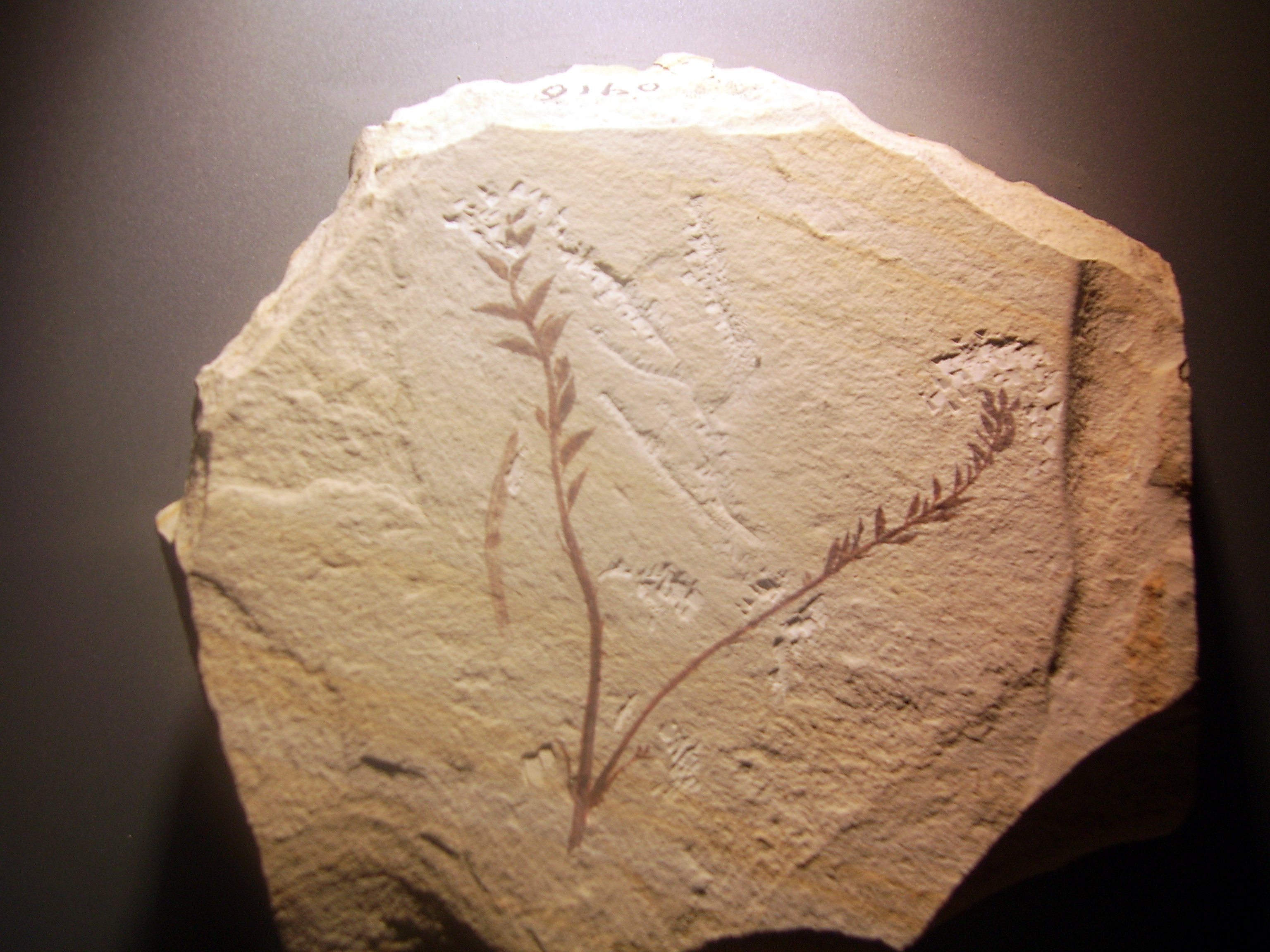 ArchaefructusÂ ze severovĂ˝chodnĂ­ ÄŚĂ­ny se svĂ˝mi  125 miliony let, bĂ˝val uvĂˇdÄ›n jako nejstarĹˇĂ­ znĂˇmĂˇ kvetoucĂ­ rostlina.  (Kredit:  Shizhao, CC BY-SA 2.5 Wikimedia)