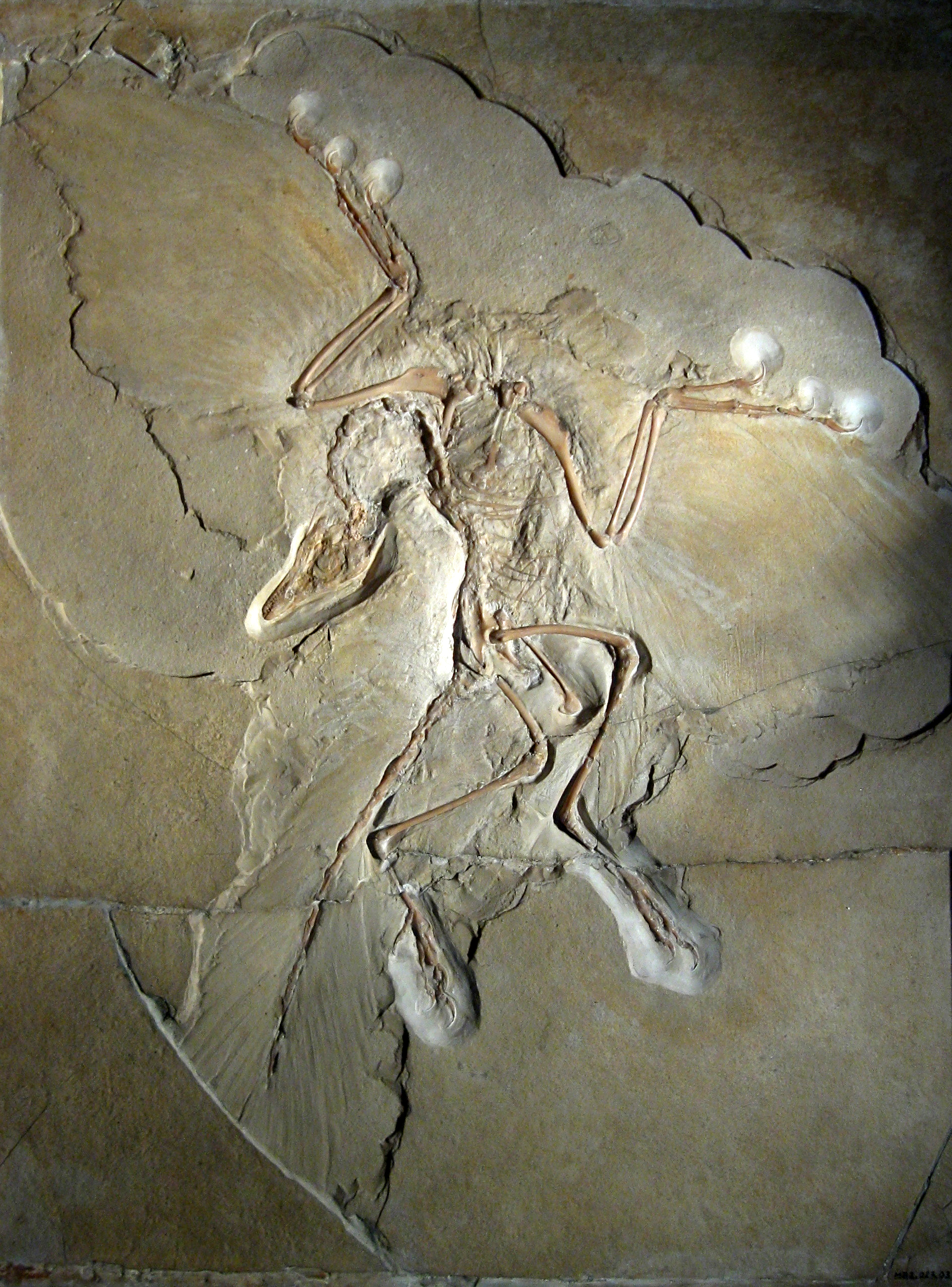 Jedna z nejslavnějších zkamenělin vědecké historie, „berlínský exemplář“ druhu Archaeopteryx lithographica. Tento malý pozdně jurský teropodní dinosaurus byl opeřený, teplokrevný a v době svého objevu v roce 1874 by si ho s dinosaurem ještě nikdo nes