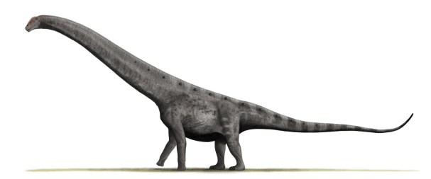 Hypotetická rekonstrukce vzezření jednoho z největších známých sauropodních dinosaurů, titanosaura druhu Argentinosaurus huinculensis. Tento gigant, žijící v době před 95 miliony let na území argentinské Patagonie, pravděpodobně překonával hmotnost 8