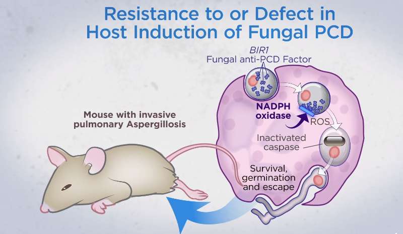 Aktivita genu AfBIR1 (v obrázku zkráceně BIR), rozhoduje o náchylnosti konidií na NADPH (redukovanou formu nikotinamidadenin dinukleotid fosfát) oxidázy a tím zprostředkovaně rozhodne o hostitelově náchylnosti k invazivní aspergilóze. Myší imunitní s