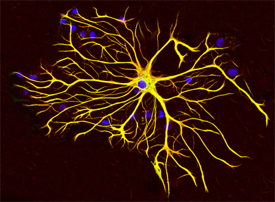 Buňky astrocyty jsou charakteristické hojností svých výběžků. Původně měly být jen lešením udržujícím tvar mozkových záhybů, ale plní v mozku celou řadu funkcí. S mírnou nadsázkou lze říci, že jsou to právě ony, které rozhodují o našich pocitech a že
