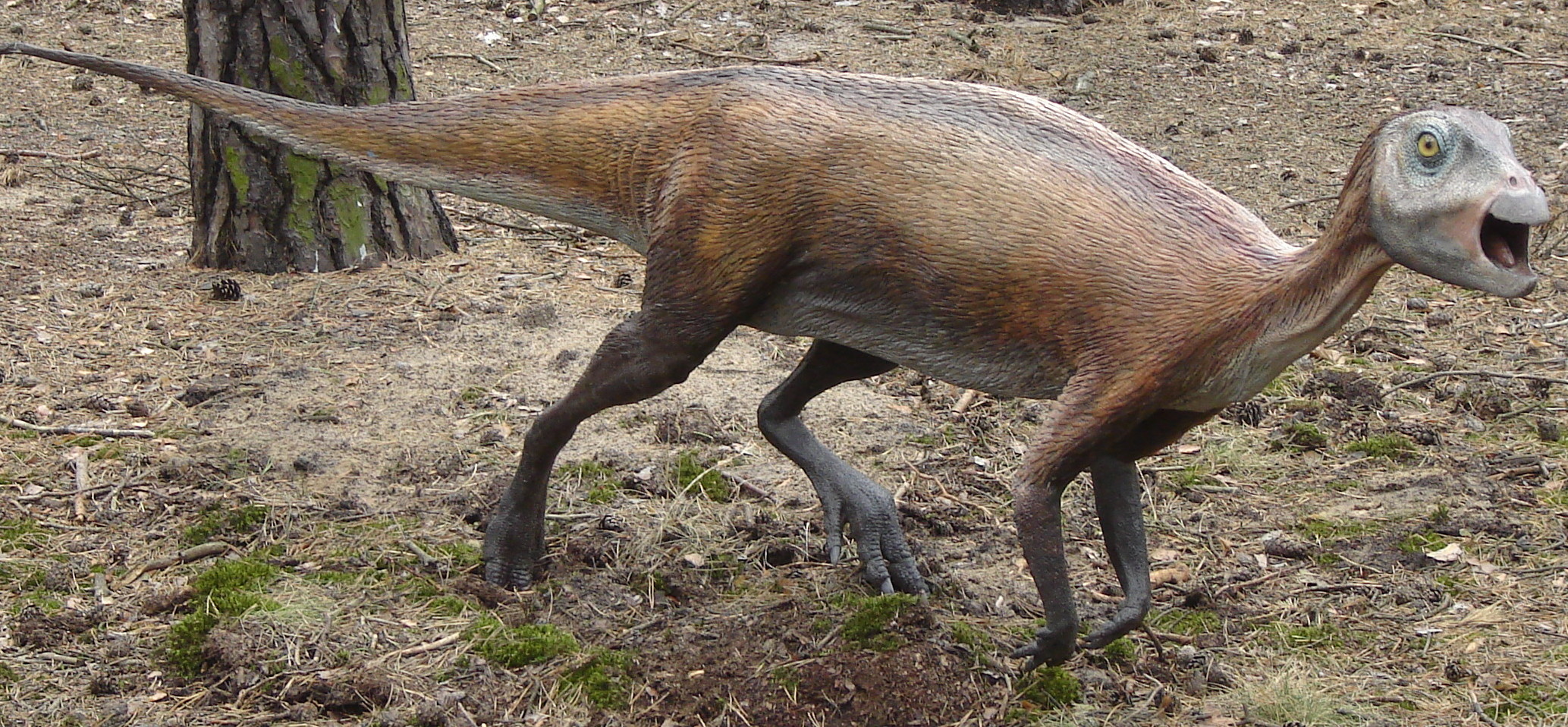 Model ornitopoda druhu Atlascopcosaurus loadsi, žijícího v období rané křídy na území dnešní jihovýchodní Austrálie. Tento asi dva až tři metry dlouhý býložravec obýval území za tehdejším jižním polárním kruhem a musel tedy snášet velmi chladná a tem