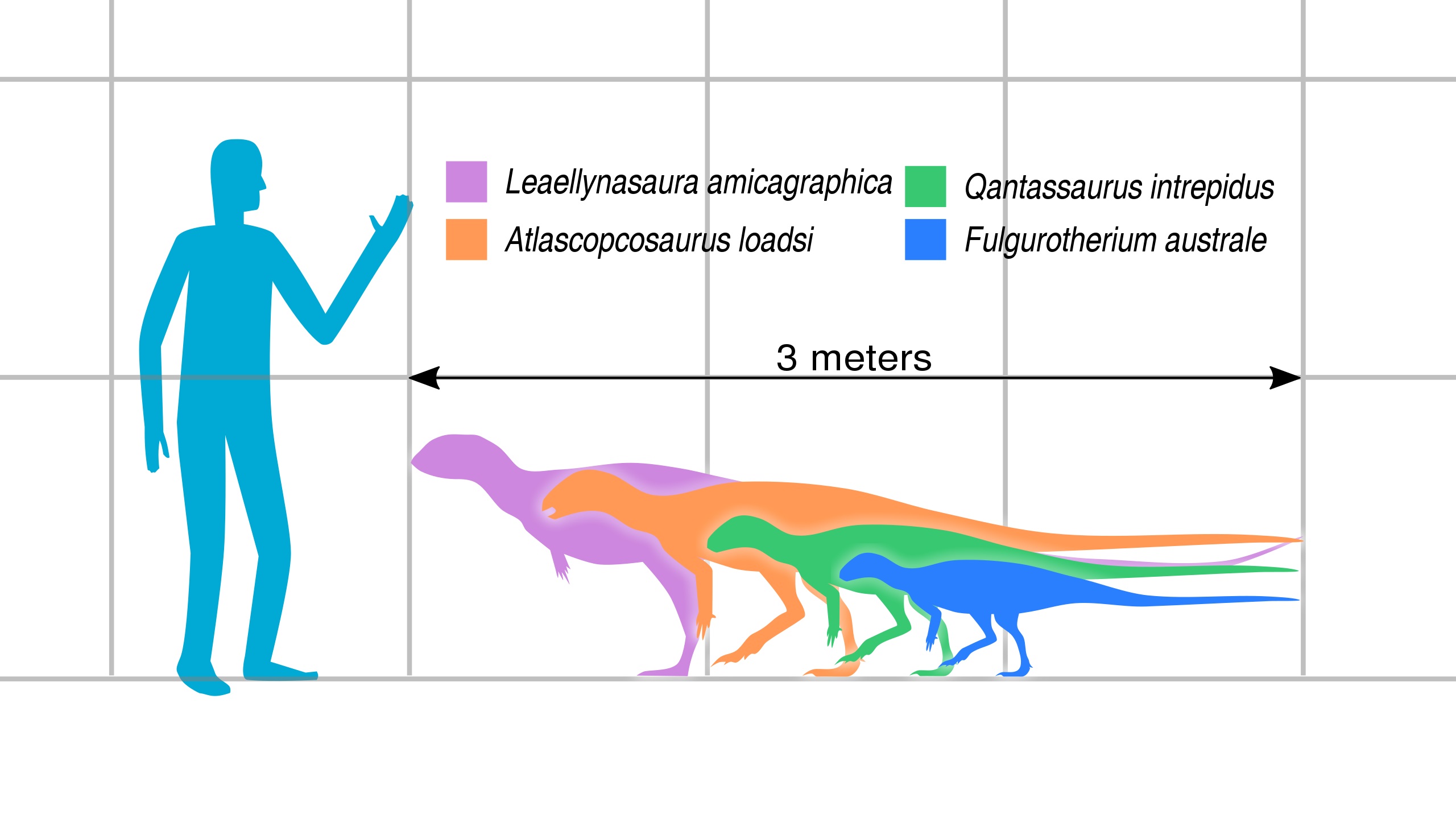 Velikostní porovnání dospělého člověka a několika raně až pozdně křídových ptakopánvých dinosaurů z území Austrálie. Atlascopcosaurus (oranžová silueta) patřil s hmotností statného berana k poměrně velkým zástupcům této skupiny dinosaurů. Kredit: Sla