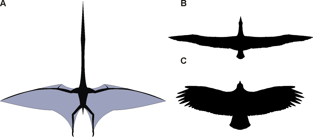 Silueta obĹ™Ă­ho ptakojeĹˇtÄ›ra vedle siluet kondora andskĂ©ho (dole) a albatrosa stÄ›hovavĂ©ho (nahoĹ™e). Velikost vĹˇech tĹ™Ă­ letcĹŻ nenĂ­ ve sprĂˇvnĂ©m mÄ›Ĺ™Ă­tku, ptakojeĹˇtÄ›r mÄ›l rozpÄ›tĂ­ pĹ™ibliĹľnÄ› 3,5krĂˇt vÄ›tĹˇĂ­ neĹľ oba ptĂˇci. Kredi