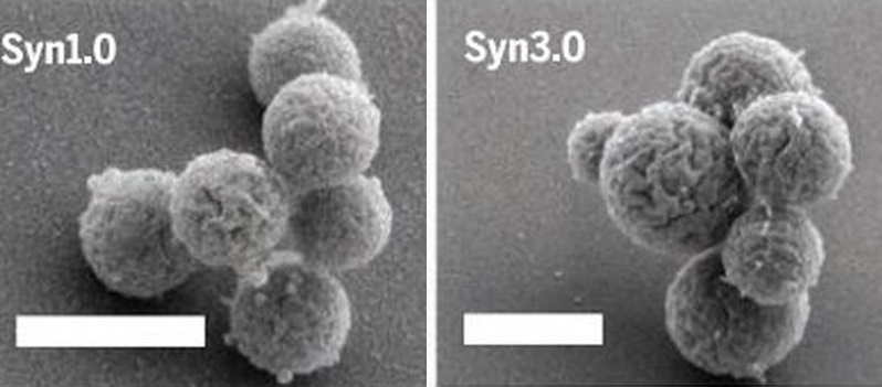 Vlevo Synthia 1.0 se svĂ˝mi 901 geny, vpravo jejĂ­ sestra Synthia 3.0 s pouhĂ˝mi 473 geny. Kredit: J. Craig Venter Institute