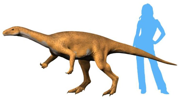 Přibližná rekonstrukce vzezření jednoho z nejstarších známých dinosaurů vůbec, sauropodomorfa druhu Bagualosaurus agudoensis. Tento menší býložravec žil na území dnešní Brazílie v době před asi 233 miliony let. Kredit: Nobu Tamura; Wikipedie (CC BY-S