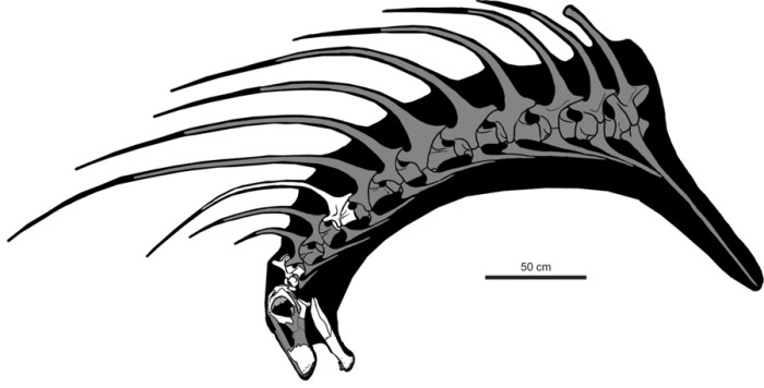Rekonstrukce bachadasaura. Bílou barvou je označený materiál, který se dochoval (převzato a upraveno z práce Galliny a kol., 2019; CC BY 4.0).