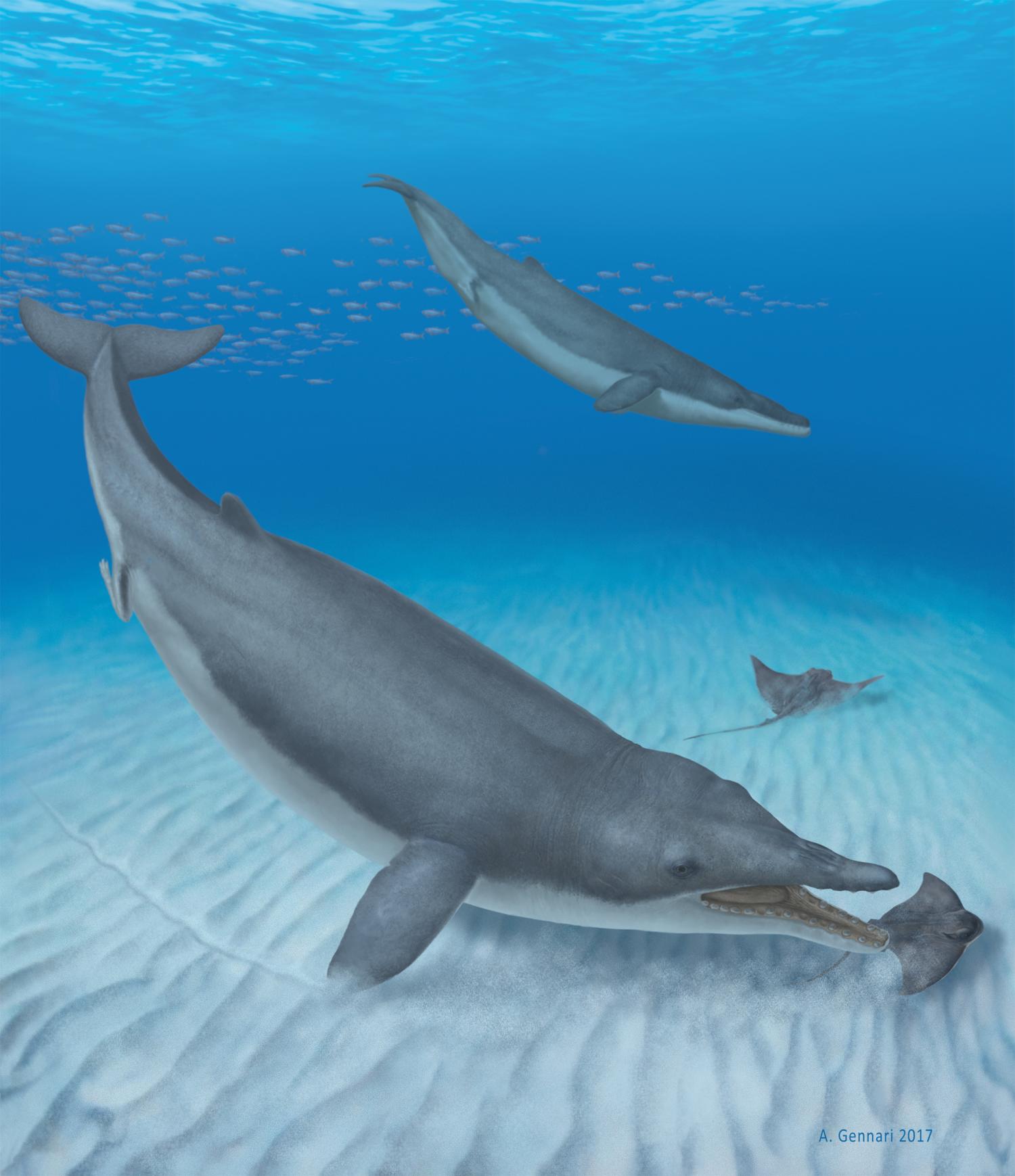 Ilustrace tvora Mystacodon selenensis, který kdysi brázdil pobřežní vody dnešního Peru. Credit: Alberto Gennari