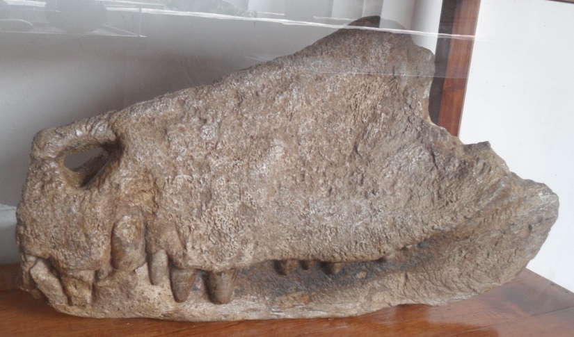 Částečně dochovaná fosilní lebka eocénního až miocénního sebekosuchida druhu Barinasuchus arveloi. Jedná se o holotyp tohoto druhu, objevený v sedimentech souvrství Parángula na území Venezuely. Fragment má délku 70 cm, v kompletním stavu by lebka mě
