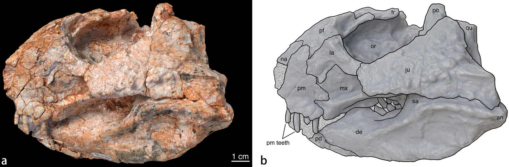 Fosilie lebky druhu Beg tse a její schematický nákres v původní popisné studii. Lebka tohoto malého neoceratopse by byla v kompletním stavu dlouhá zhruba 14 centimetrů, celková délka těla dinosaura pak nepřesahovala zhruba rovný metr. Jednalo se tedy