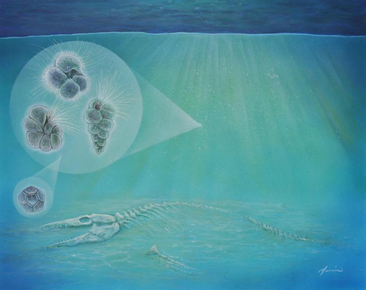 Ilustrace zobrazující schematicky situaci u dna kráteru Chicxulub několik let po katastrofě v podobě dopadu planetky. Zatímco velcí obratlovci (jako byli mořští plazi mosasauři) již vyhynuli, někteří mikroskopičtí živočichové se do nehostinného kráte
