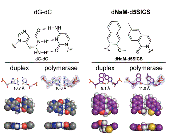 Vlevo: Klasická Watson-Crick struktura DNA s vazbou bází guanin - cytosin. Vpravo: Působením enzymu polymeráza nepřirozené báze rovněž vytvoří Watson-Crick DNA strukturu. (Kredit: Romesberg lab.)  http://www.scripps.edu/romesberg/Research/BaseDesign.