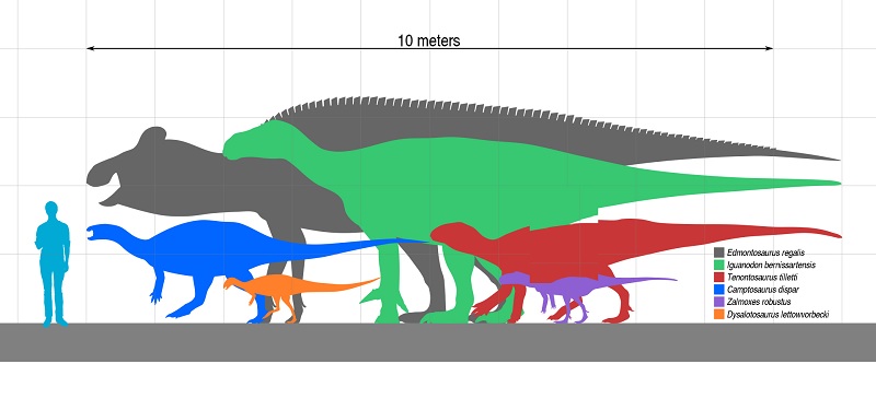 Iguanodoni byli velcí ptakopánví dinosauři, jak ukazuje i toto velikostní porovnání s dalšími ornitopody a dospělým člověkem. Nedosahovali sice rozměrů největších kachnozobých dinosaurů, i tak ale byli s délkou kolem 10 metrů a hmotností několika tun