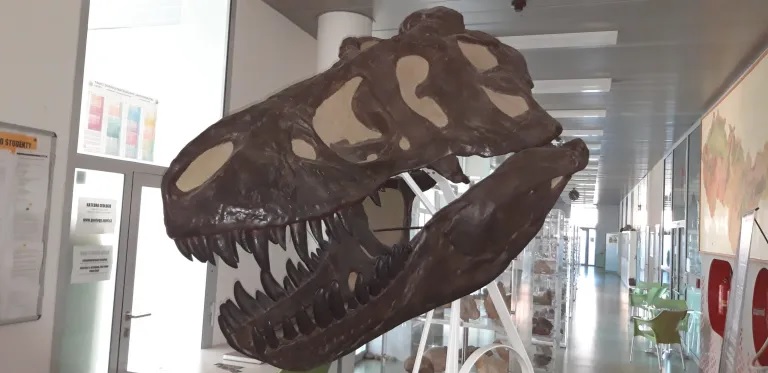 Replika lebky exempláře AMNH 5027, dospělého jedince druhu Tyrannosaurus rex, objeveného Barnumem Brownem ve východní Montaně roku 1908. Právě tento exemplář byl zvolen jako referenční v rámci studie o kraniocervikálním způsobu pojídání potravy u vel